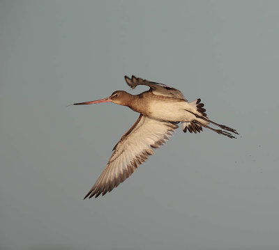 Black-tailed Godwit 