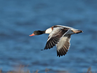 Shelduck 