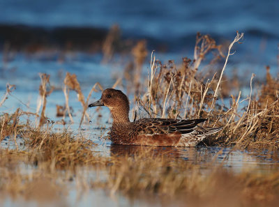 Wigeon (duck)