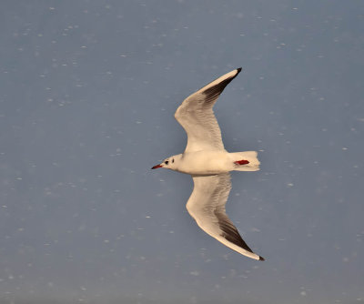 Black-headed Gull 