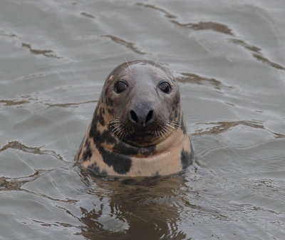 Grey Seal 