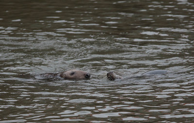 Grey Seals 