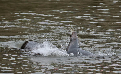 Grey Seals 