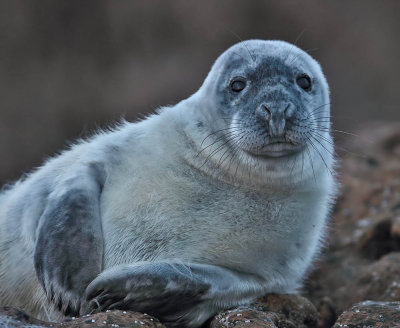 Grey Seal pup 