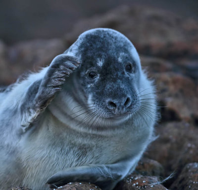 Grey Seal pup 