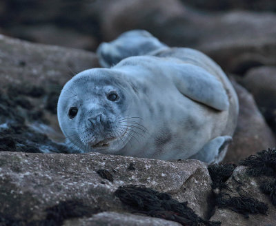 Grey Seal pup 