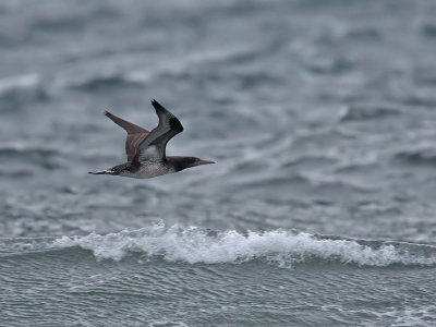 Gannet (1st w)