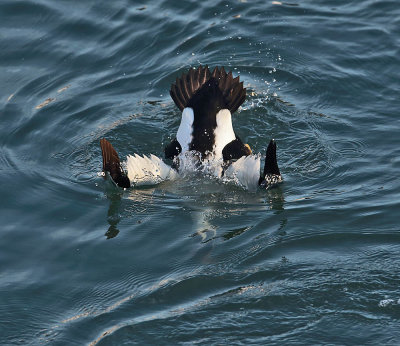 Eider drake