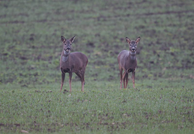 Roe deer