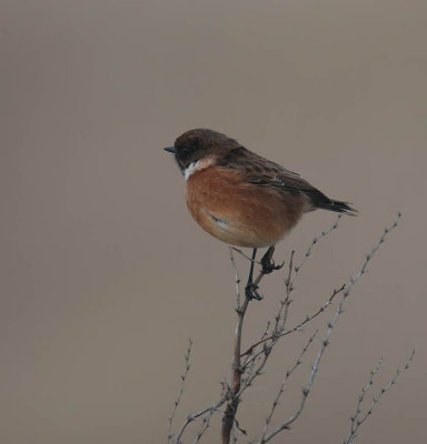 Stonechat (male)