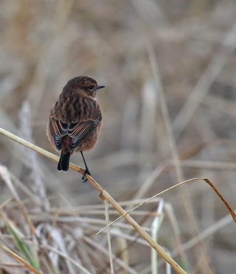 Stonechat (female)