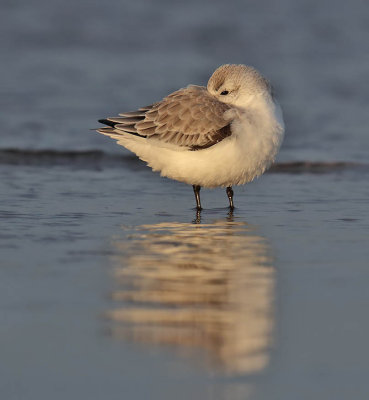 Sanderling 