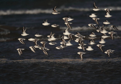 Sanderlings