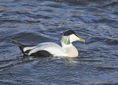 Eider drake