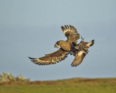 Chiloe Wigeon 