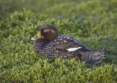 Flying Steamer Duck (female)