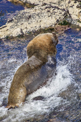 Southern Sea Lion 