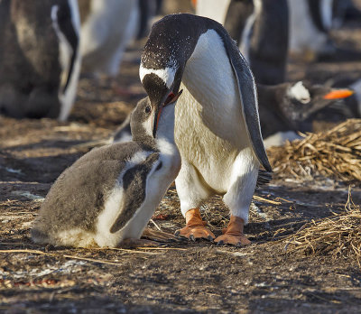 Gentoo Penguin feeding chick