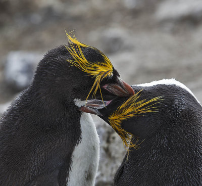 Macaroni Penguins 