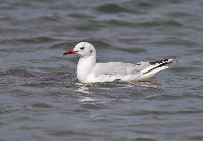 Brown-hooded Gull 