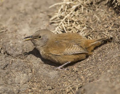 Cobb's Wren 