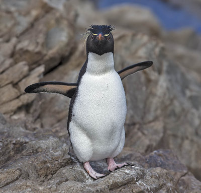 Rockhopper Penguin
