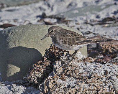 White-rumped Sandpiper 