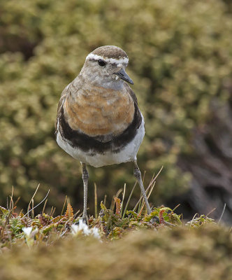 Rufous-chested Dotterel