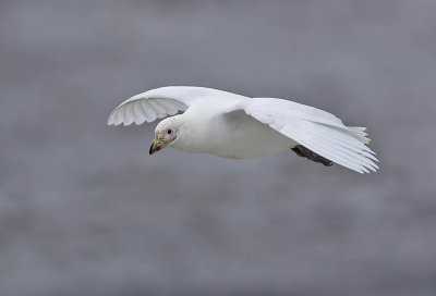 Pale-faced Sheathbill 
