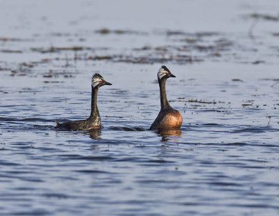White-tufted Grebe 