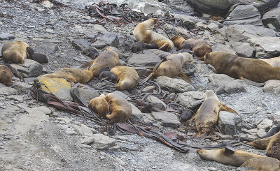 Southern Sea Lion 