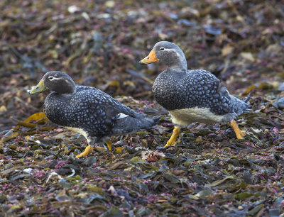 Falkland Steamer  Duck