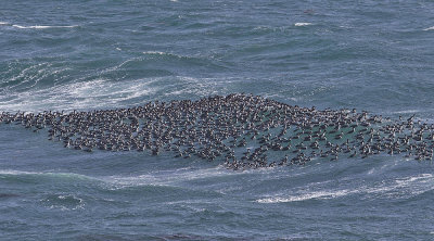 Imperial Shag 