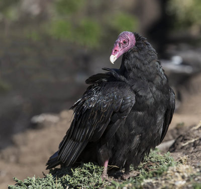 Turkey Vulture 