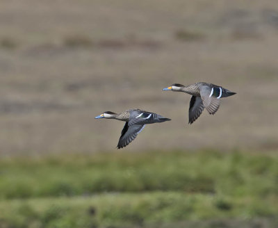 Silver Teal 