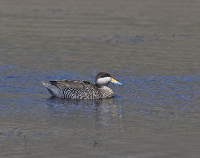 Silver Teal 