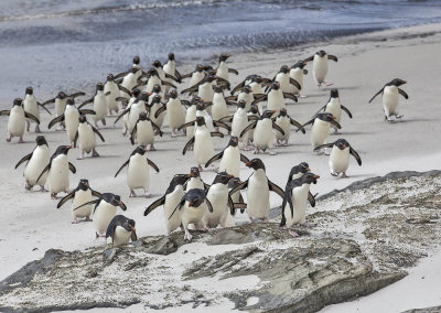 Rockhopper Penguins