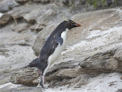 Rockhopper Penguin