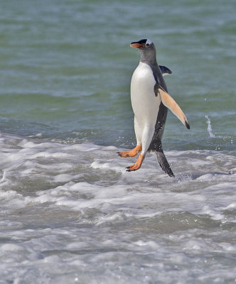 Gentoo Penguin