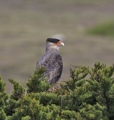 Southern Caracara 
