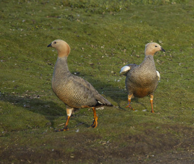 Ruddy-headed Geese 