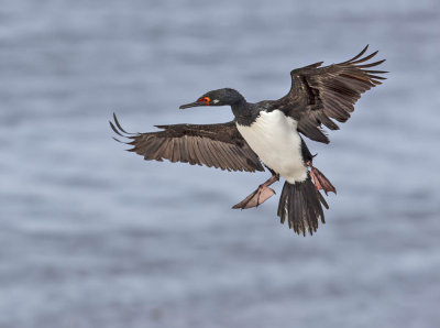 Rock Shag 