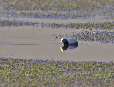 White-winged Coot 