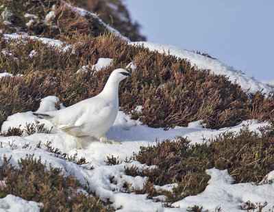 Ptarmigan 