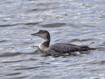 Great Northern Diver (1st w)