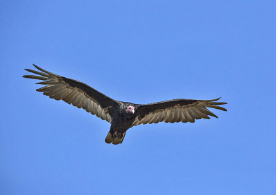 Turkey Vulture 