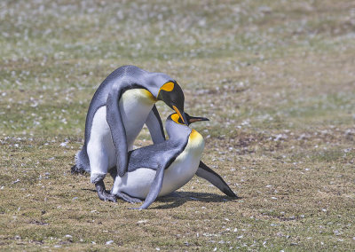 King Penguin 