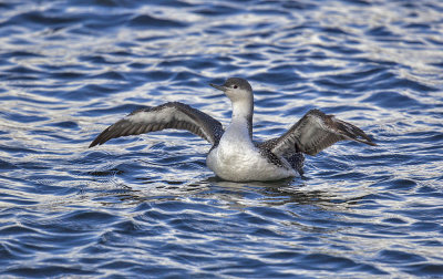 Red-throated Diver (winter)