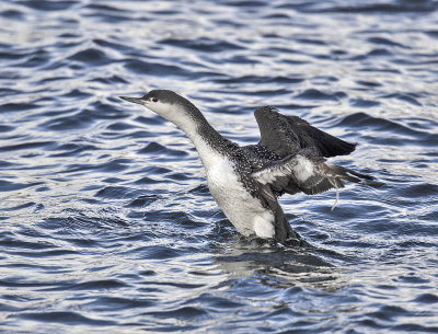 Red-throated Diver (winter)