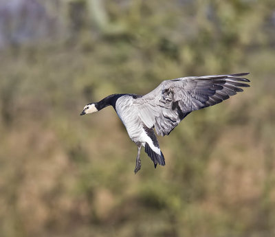 Barnacle Goose 